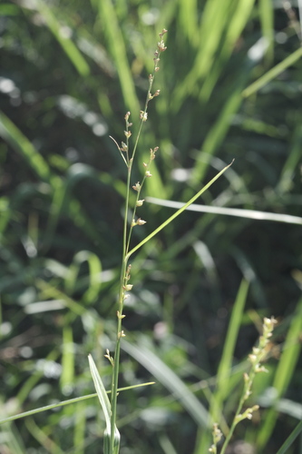 Scleria microcarpa, photograph 1
