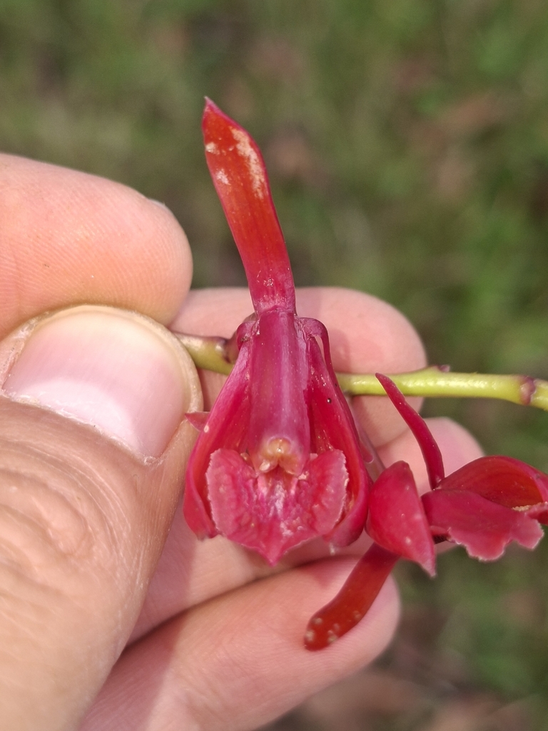 Epidendrum hartmanii
