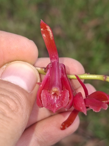 Epidendrum hartmanii Hágsater & L.Sánchez