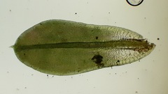 Tortula inermis