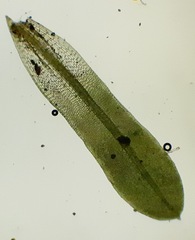 Tortula inermis