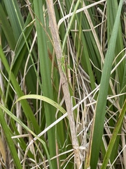 Conocephalus bilineatus