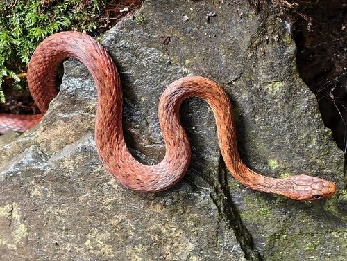 Herpetoreas tpser