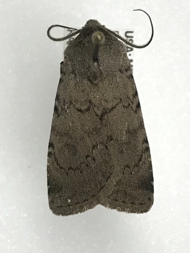 Undusted Dart