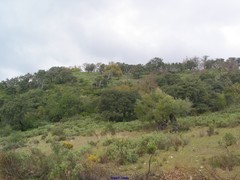 Olea europaea europaea
