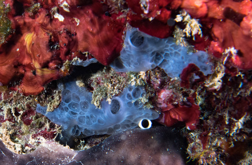 Bluish Encrusting Sponge, photo 4 of 10