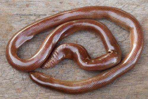 Kunua Blind Snake