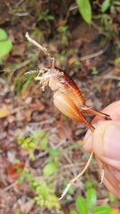 Lutosinae