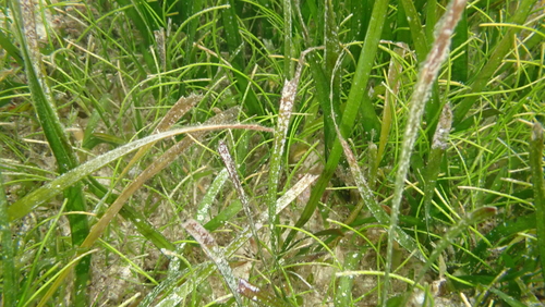 Noodle seagrass (Syringodium isoetifolium)