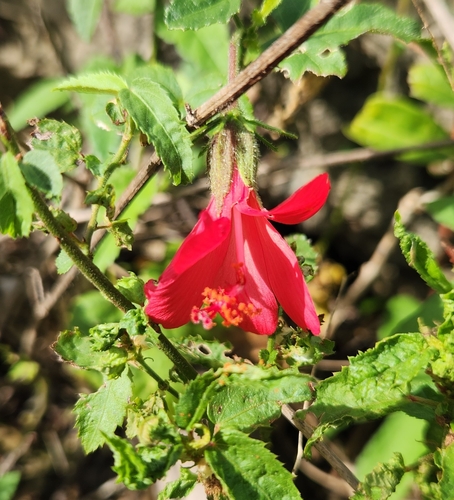 Poeppig's Rosemallow (Hibiscus poeppigii)