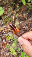 Lutosinae