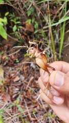 Lutosinae