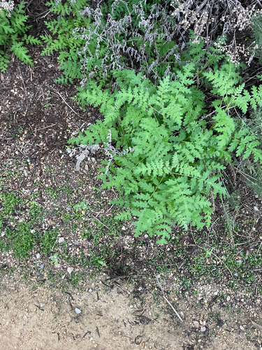 iNaturalist observation photo of common eucrypta