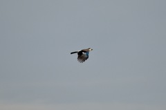 Garrulus glandarius atricapillus