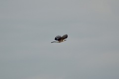 Garrulus glandarius atricapillus