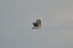 Garrulus glandarius atricapillus