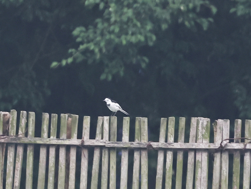 White Wagtail