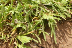 Sclerochloa dura