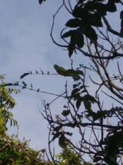 Forpus conspicillatus