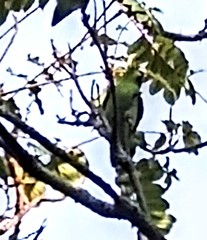 Forpus conspicillatus