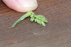 Sclerochloa dura