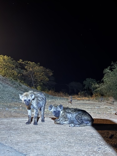 Spotted Hyena