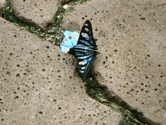 Jemadia