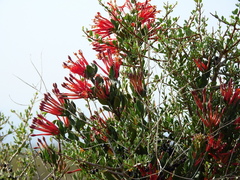 Tristerix verticillatus