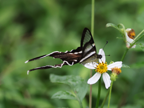 White Dragontail Butterfly