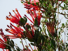 Tristerix verticillatus