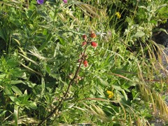Scrophularia sambucifolia