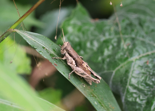 Short-winged Rice Grasshopper