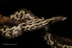 Solomon Island Ground Boa photo 4