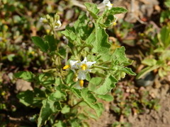 Solanum atriplicifolium