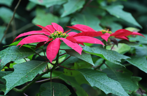 Poinsettia