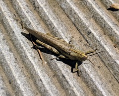 Anacridium aegyptium