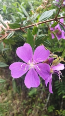 Tibouchina