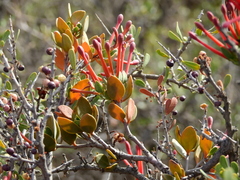 Tristerix verticillatus