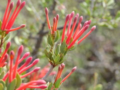 Tristerix verticillatus