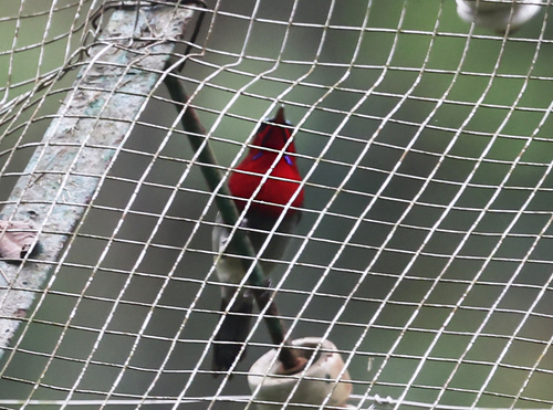 Crimson Sunbird
