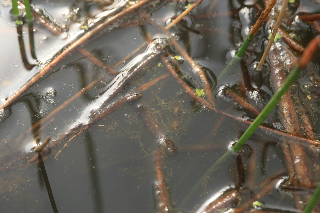 Utricularia cymbantha Oliv.