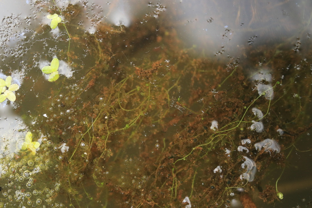 Utricularia cymbantha Oliv. 2