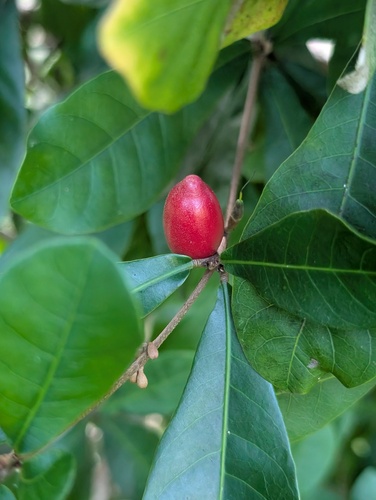 Synsepalum dulcificum observed 2025-12-22
