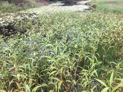 Persicaria attenuata