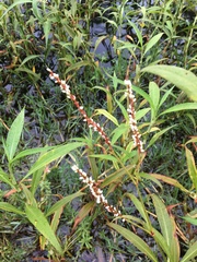 Persicaria attenuata