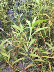 Persicaria attenuata