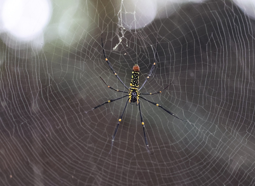 Giant Golden Orbweaver