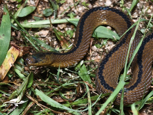 Achalinus dabieshanensis