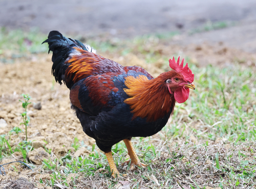 Red Junglefowl