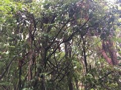 Brachychiton discolor